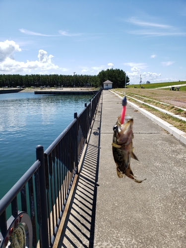 クロソイの釣果