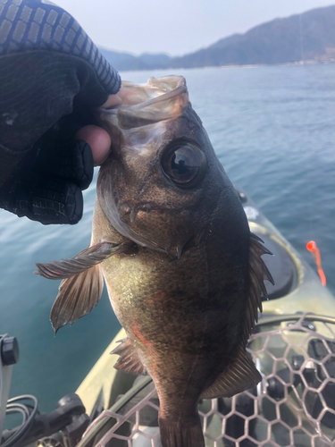 メバルの釣果