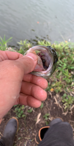 ラージマウスバスの釣果