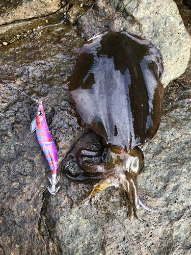 アオリイカの釣果