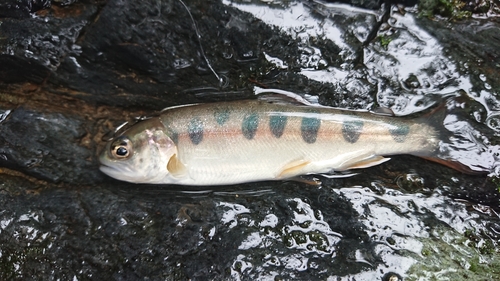 ヤマメの釣果