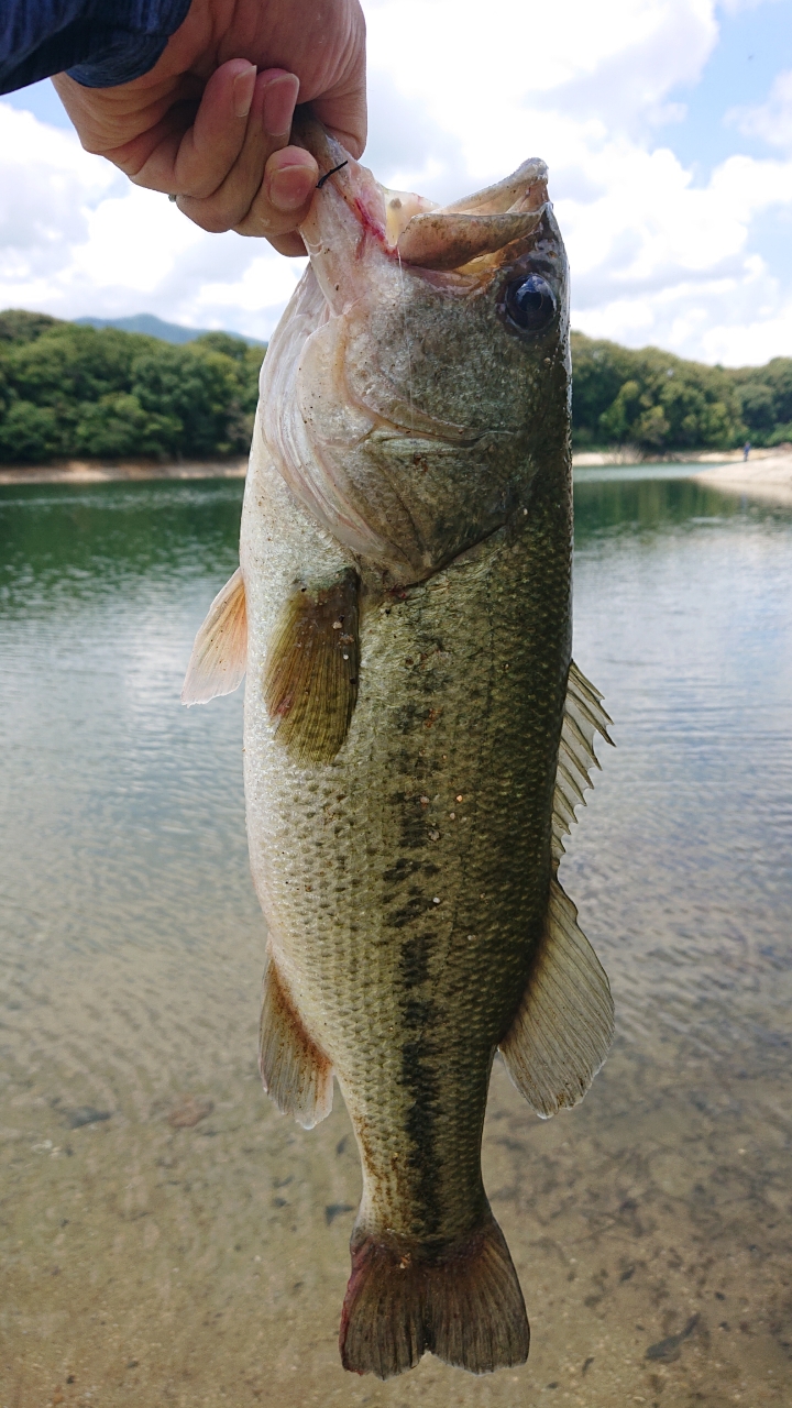 ブラックバス