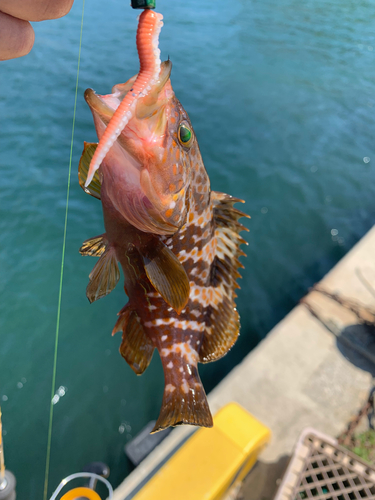 キジハタの釣果