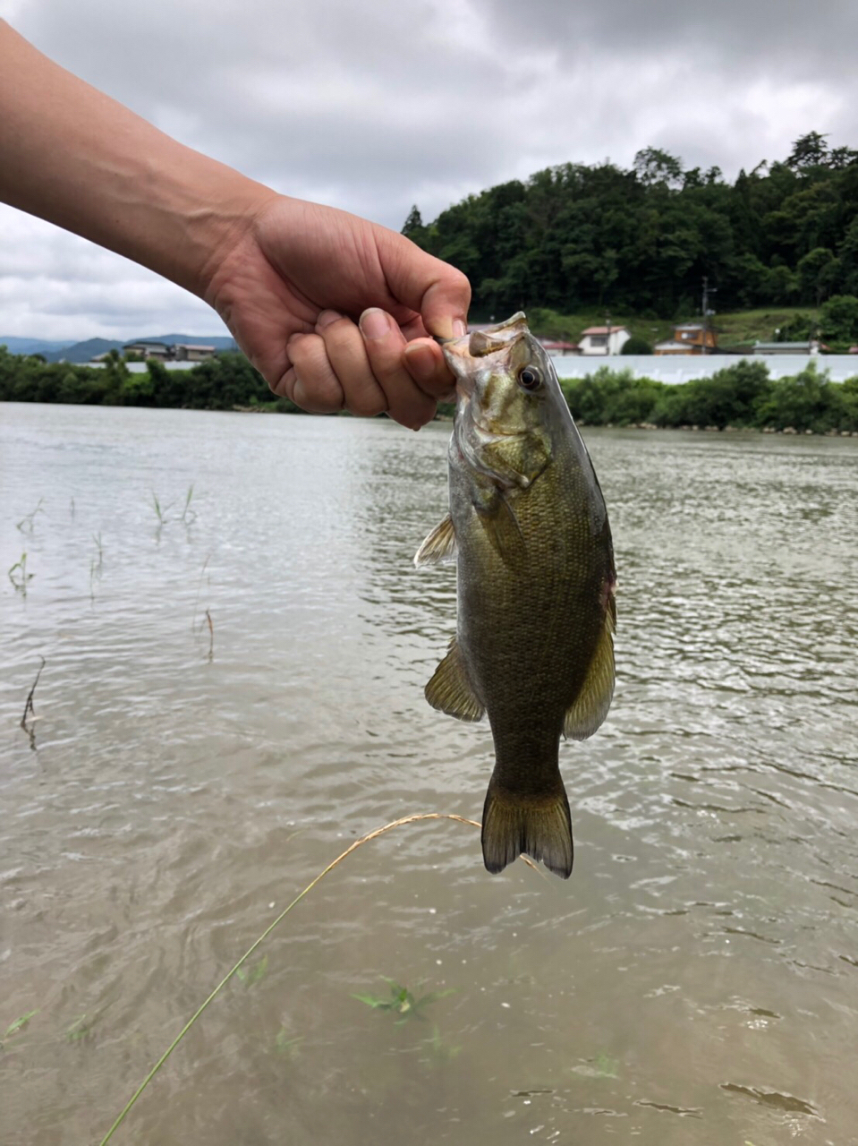 スモールマウスバス