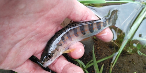 アマゴの釣果