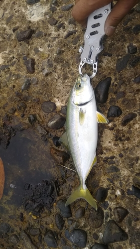 ワカシの釣果