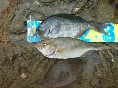 オナガグレの釣果