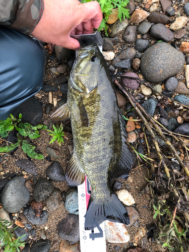 スモールマウスバスの釣果