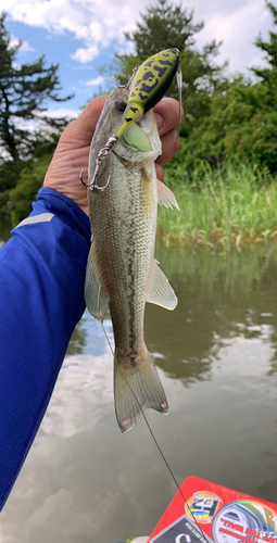 釣果