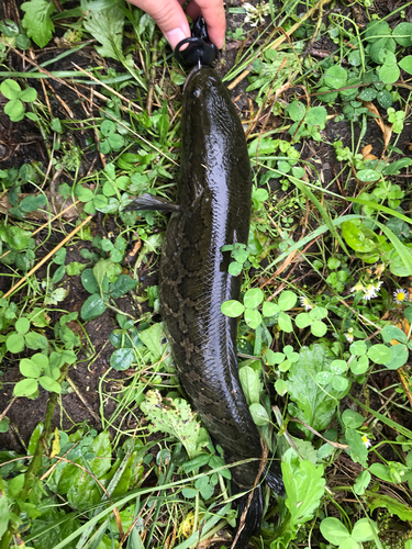 ライギョの釣果