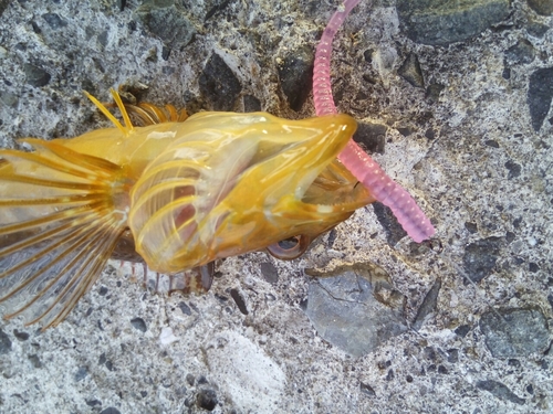 アナハゼの釣果