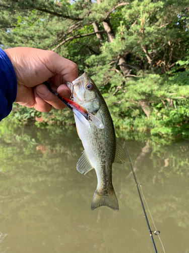 ラージマウスバスの釣果