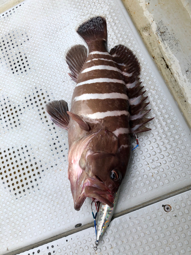 マハタの釣果