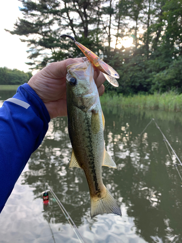 ラージマウスバスの釣果