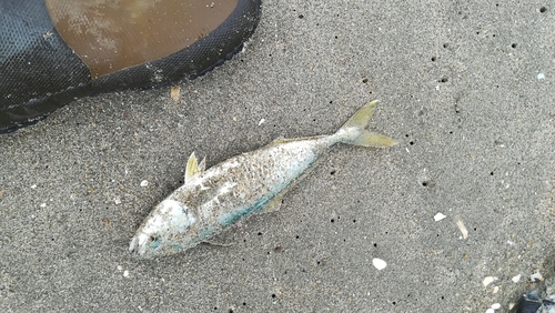 ツバスの釣果