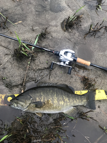 スモールマウスバスの釣果