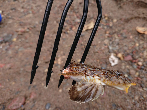 メゴチの釣果