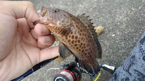 オオモンハタの釣果