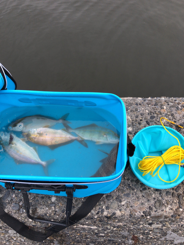 カンパチの釣果