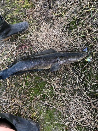 ライギョの釣果