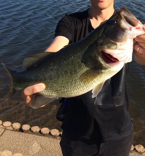 ブラックバスの釣果