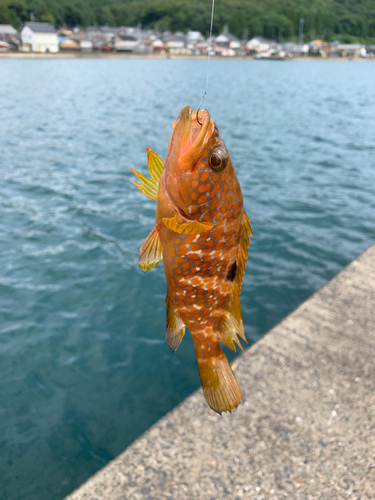 アコウの釣果