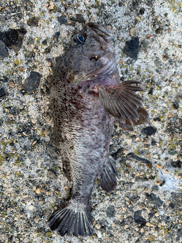 クロソイの釣果