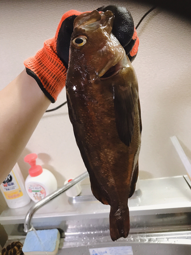 エゾメバルの釣果