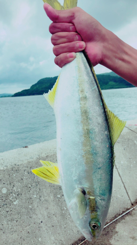 ヤズの釣果