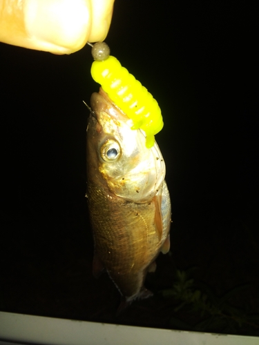 ニゴイの釣果