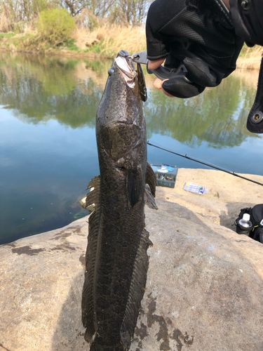 ライギョの釣果