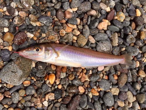 シロギスの釣果