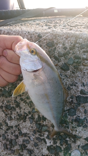 ネリゴの釣果