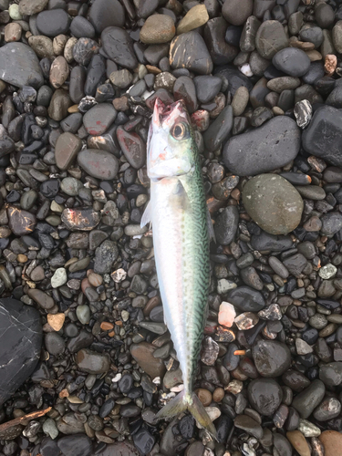 サバの釣果