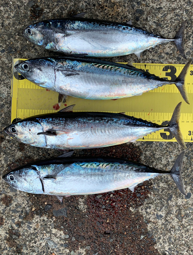 ソウダガツオの釣果