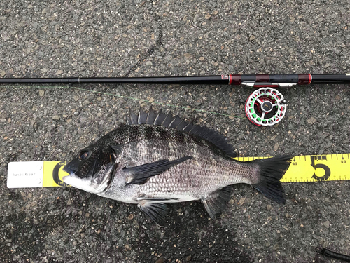 クロダイの釣果