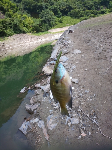 ブルーギルの釣果