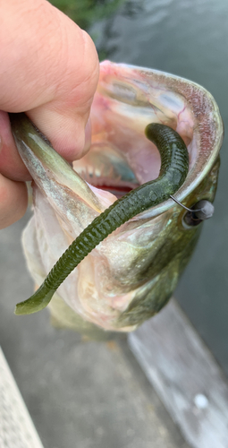 ラージマウスバスの釣果