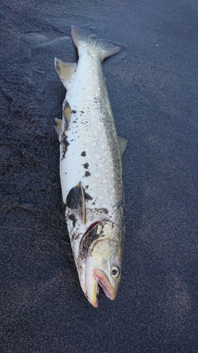 アメマスの釣果