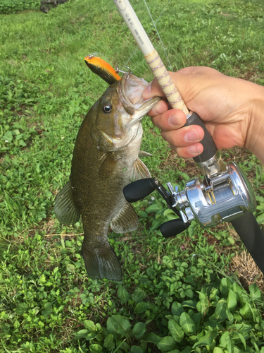 スモールマウスバスの釣果