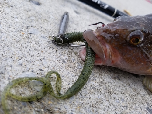 アイナメの釣果