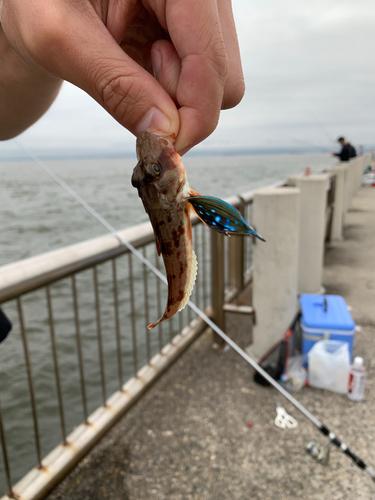 ホウボウの釣果