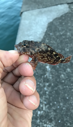 アラカブの釣果