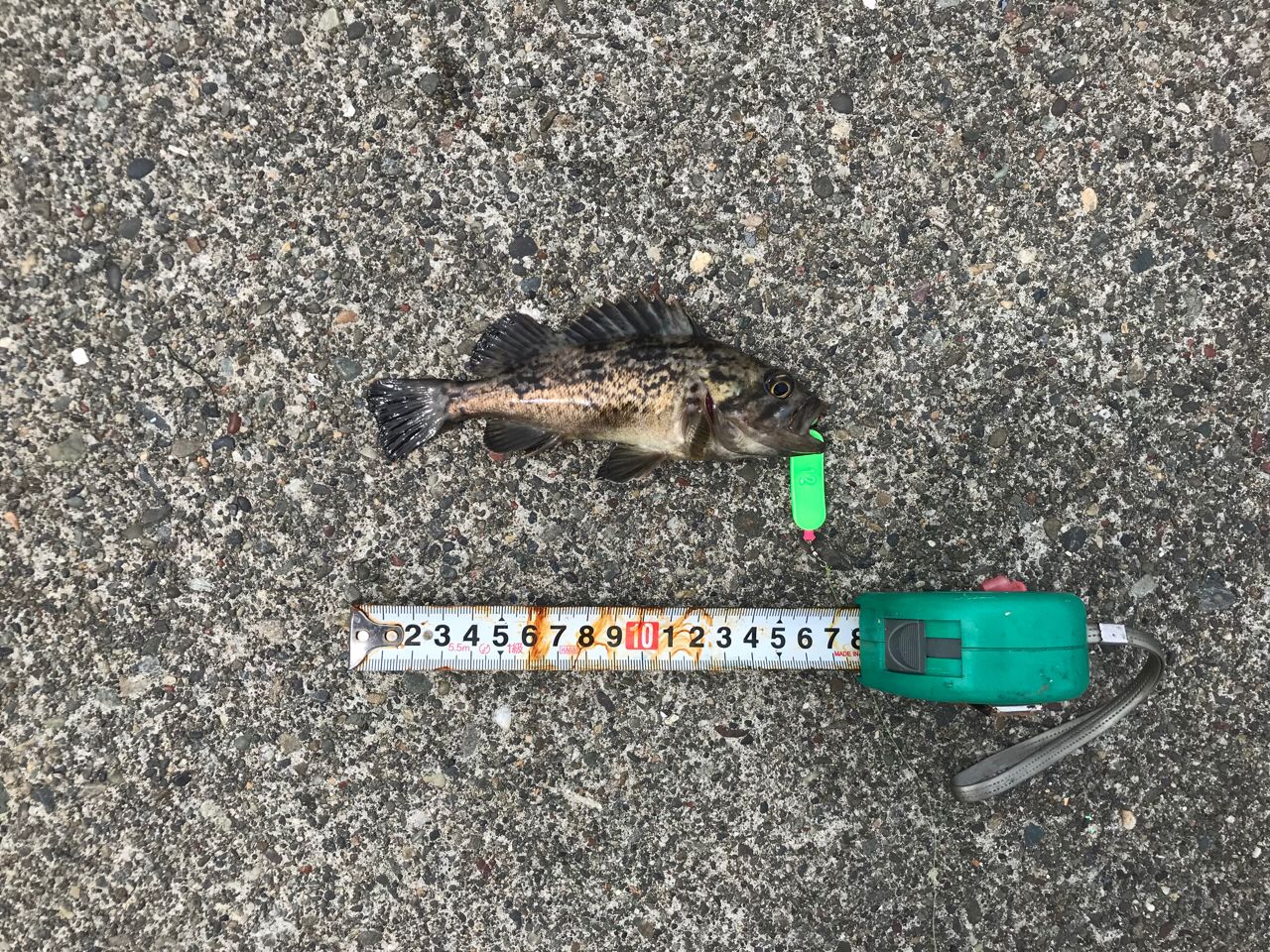 ソイ