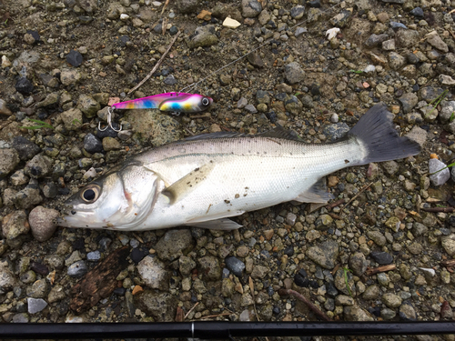 セイゴ（マルスズキ）の釣果