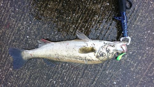 シーバスの釣果