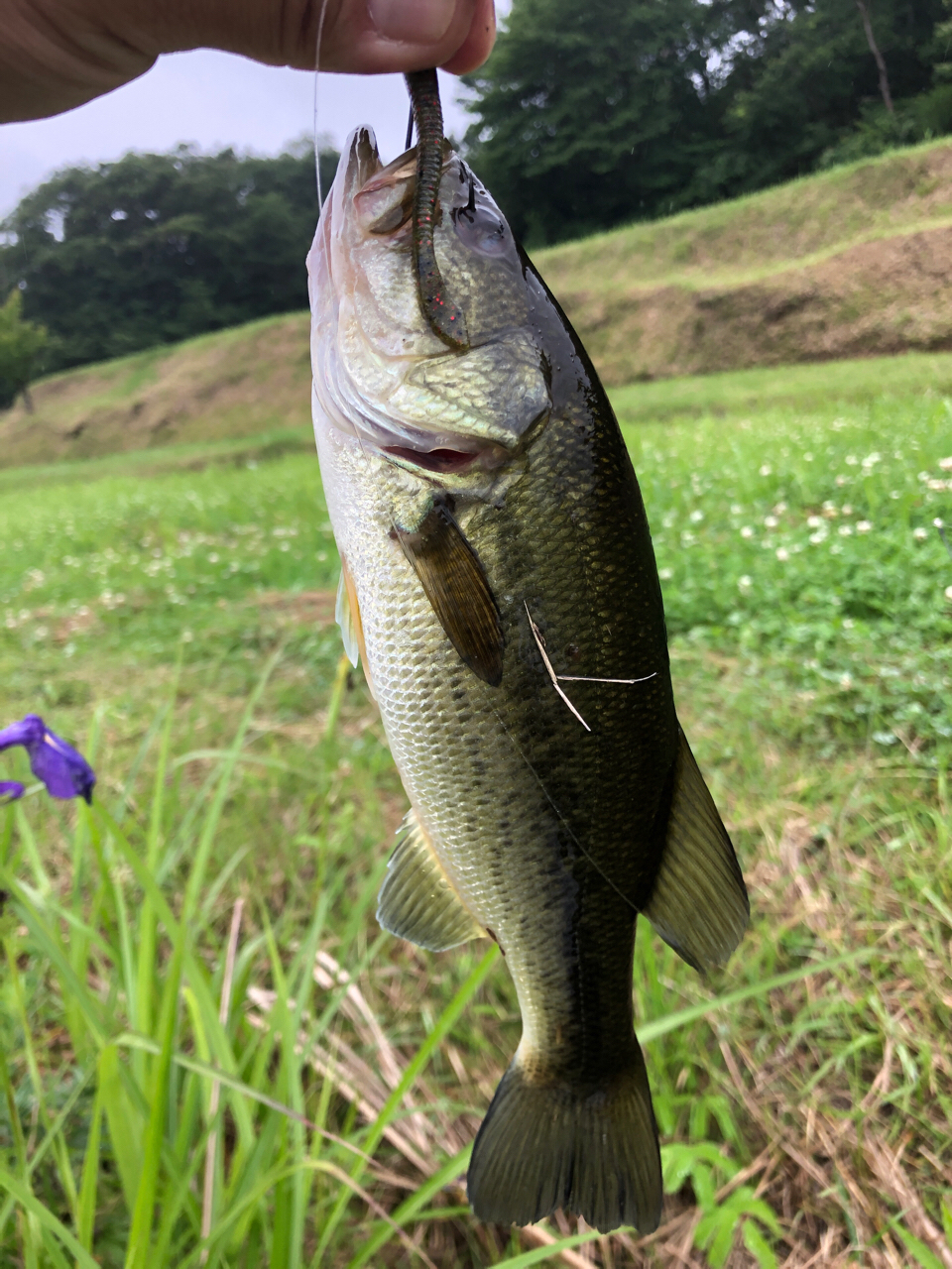 ブラックバス