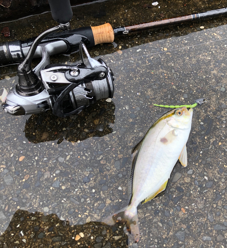 ショゴの釣果