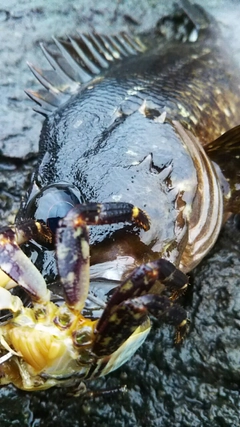 ムラソイの釣果