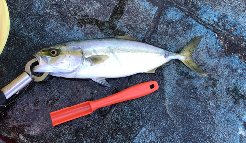 ツバスの釣果